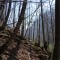 20210423_eschlenwald_d4_01.jpg