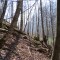 20210423_eschlenwald_d4_02.jpg
