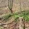 20210423_eschlenwald_d4_07.jpg