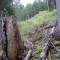 wf_tramblaiclisura_fst_3_nr_20.jpg
