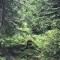wf_ladir_las-vals_fs-3.2_2022.jpg