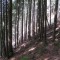 schloffenwald_foto_5_alt.jpg