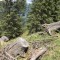 wf_versam_birchegga_fs-2.1_2021.jpg
