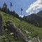 wf_versam_birchegga_fs-4.2_2021.jpg