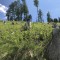 wf_versam_birchegga_fs-4.3_2021.jpg