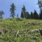 wf_versam_birchegga_fs-5.7_2021.jpg
