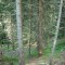 wf_falera_val-da-cafegns_fs-3.2_2018.jpg