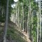 20080826_cholhuttliwald_f5_010.jpg
