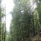 20080826_cholhuttliwald_f6_014.jpg