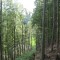 20080826_cholhuttliwald_f8_018.jpg