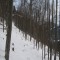 20081128_cholhuttliwald_f5_007.jpg