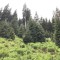 wf_ladir_con-da-cauras_fs-2.3_2022.jpg