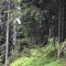 wf_ladir_con-da-cauras_fs-3.1_2022.jpg