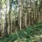 wf_castrisch_runcalet_fs-3.1_2009.jpg