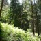 wf_castrisch_runcalet_fs-3.2_2009.jpg