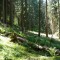 wf_castrisch_runcalet_fs-4.2_2009.jpg