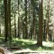 wf_castrisch_runcalet_fs-4.3_2009.jpg