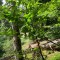 wf_safiental_erlacresta_fs-4.1_2022.jpg