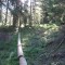 20110704_nuewenalpwald_f8_be_14.jpg