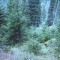wf_obersaxen_wurzenriedwald_fs-11_2020.jpg