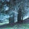wf_obersaxen_wurzenriedwald_fs-3_2020.jpg