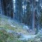 wf_obersaxen_wurzenriedwald_fs-4_2020.jpg