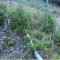 wf_obersaxen_wurzenriedwald_fs-6e_2025.jpg