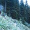 wf_obersaxen_wurzenriedwald_fs-7_2020.jpg