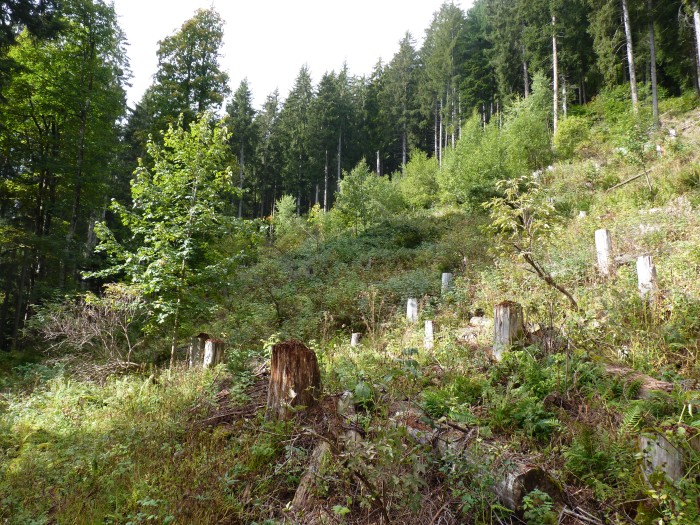 w21_ankerewald_unten_foto4.jpg